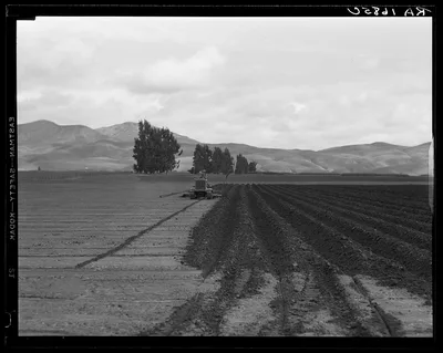 Sugar beet field showing tractor with plowshare attached and Mexican…, California, 1936