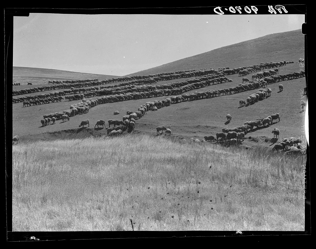 Sheep grazing. California, 1936