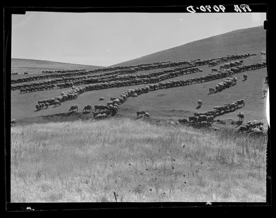Sheep grazing. California, 1936