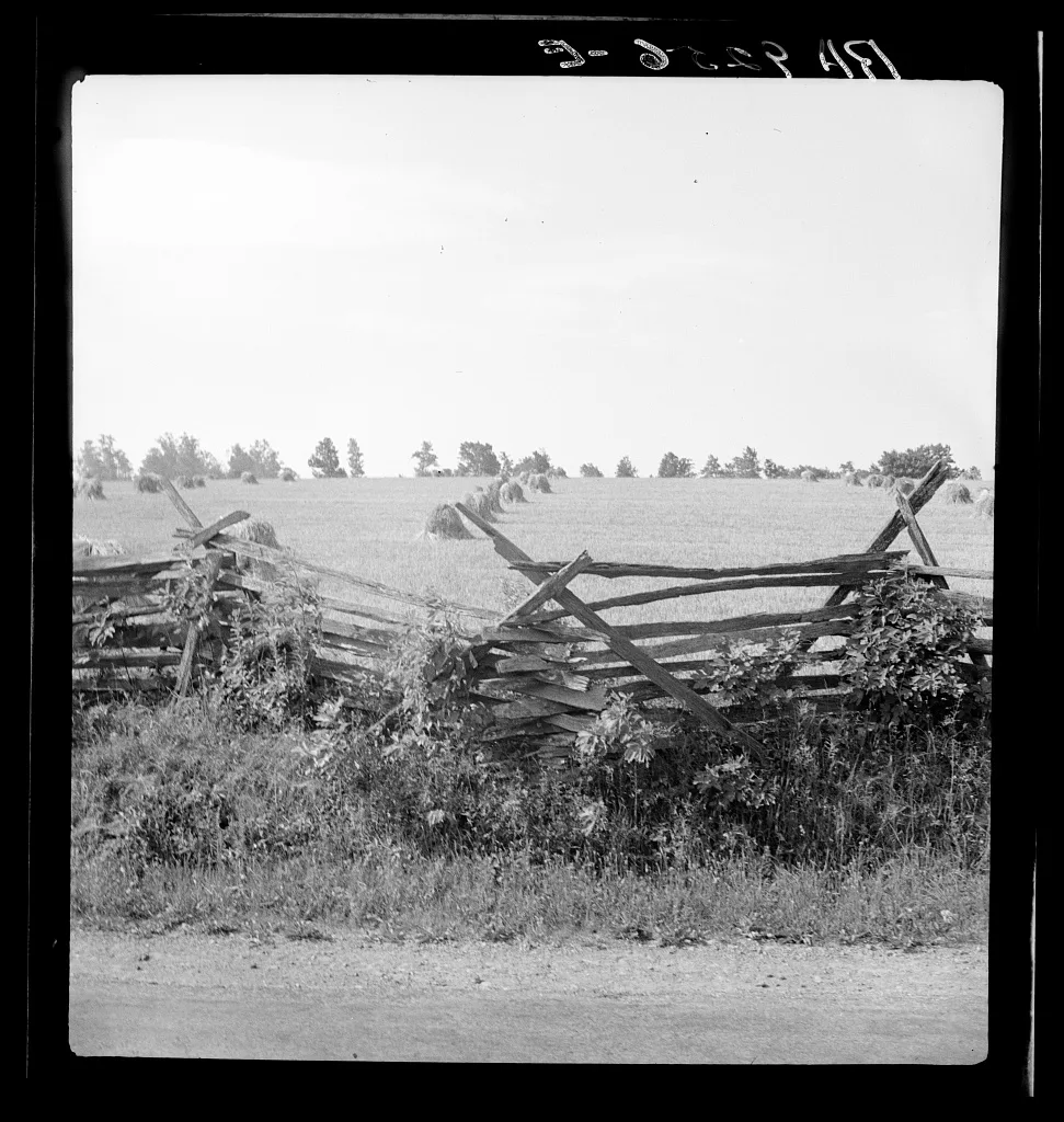 Virginia wheat field, 1936