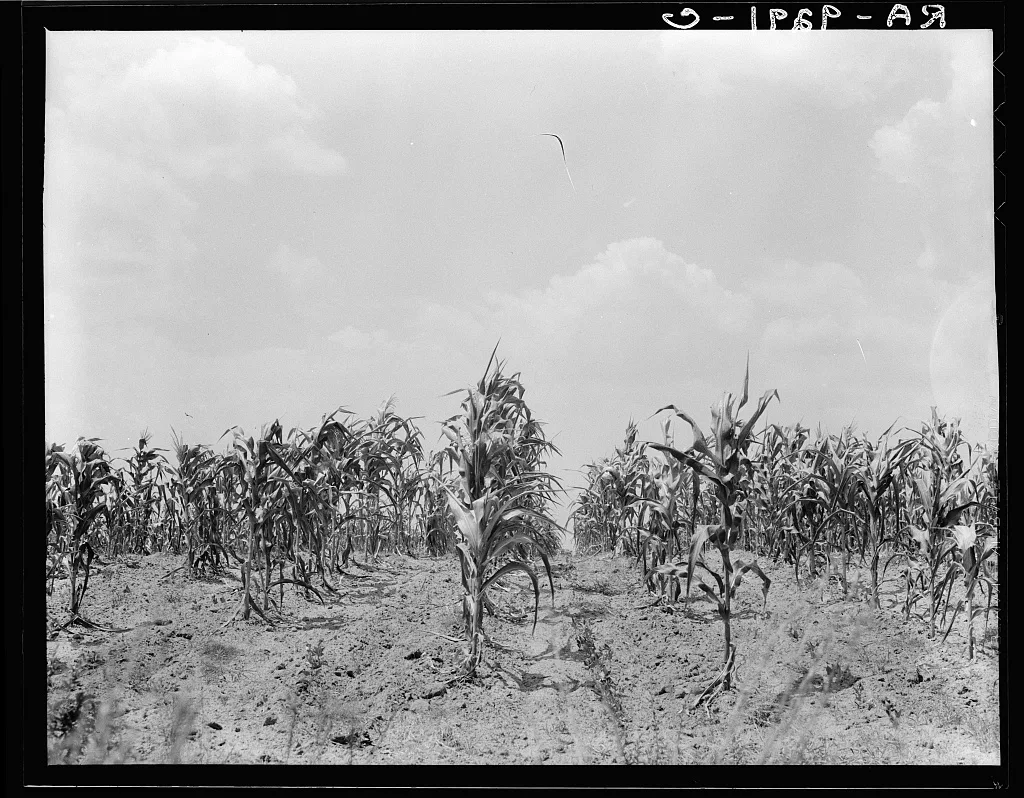 Drought corn. Central Georgia, 1936