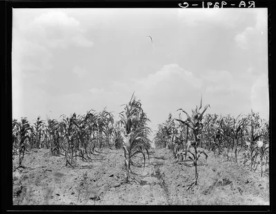 Drought corn. Central Georgia, 1936
