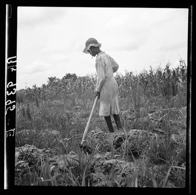 Hoe culture in the South. Mississippi, 1936