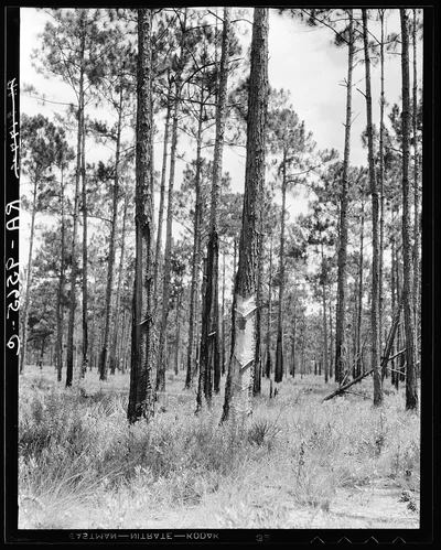 Turpentine trees in northern Florida, 1936