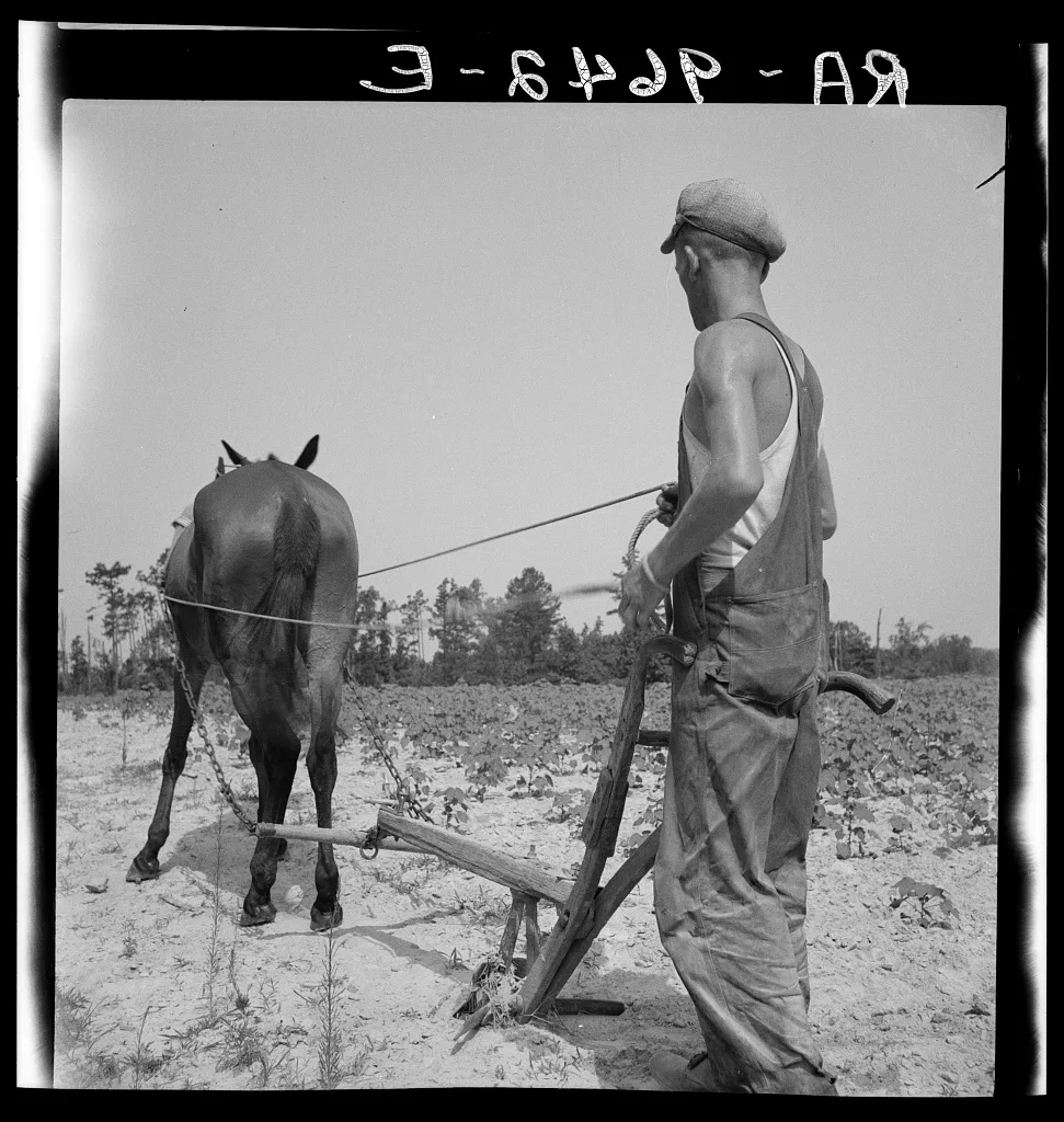White tenant farmer works on shares. North Carolina, 1936