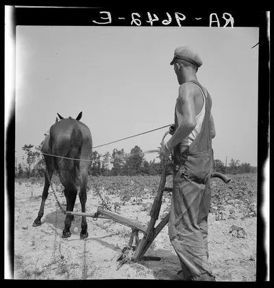 Photograph from North Carolina: White tenant farmer works on shares. North…