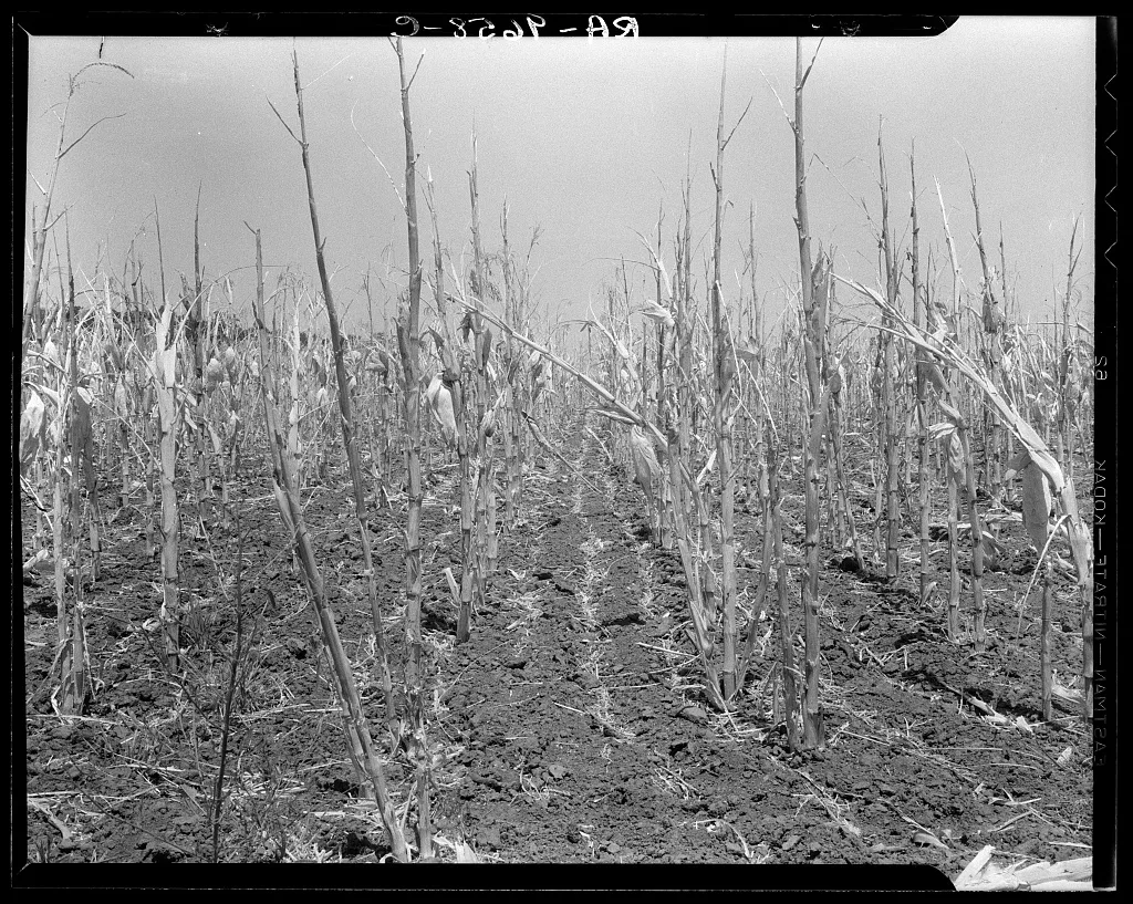 Corn, drought-stricken and eaten off by grasshoppers. Near…, Arkansas, 1936