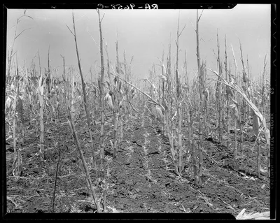 Corn, drought-stricken and eaten off by grasshoppers. Near…, Arkansas, 1936