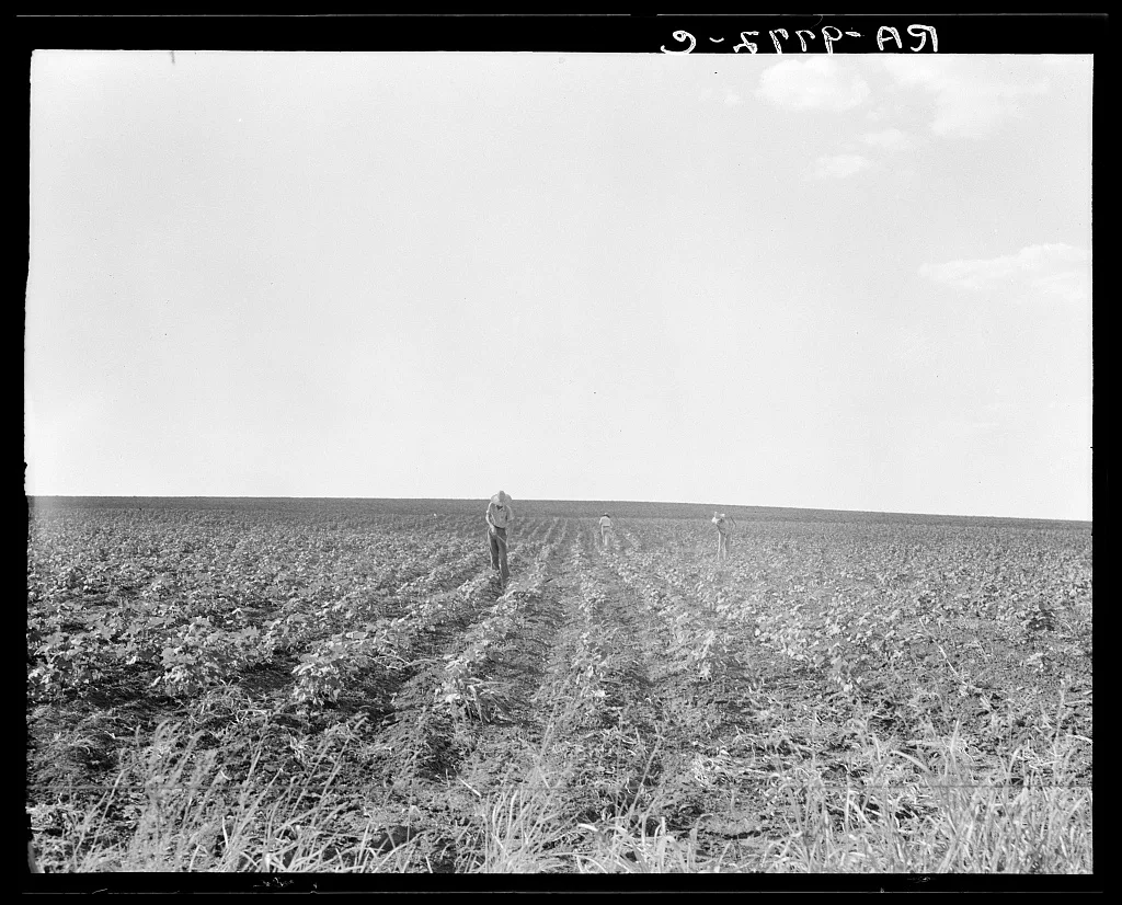 Hoeing cotton. South Texas, 1936