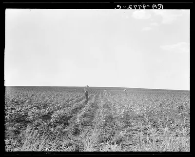 Hoeing cotton. South Texas, 1936