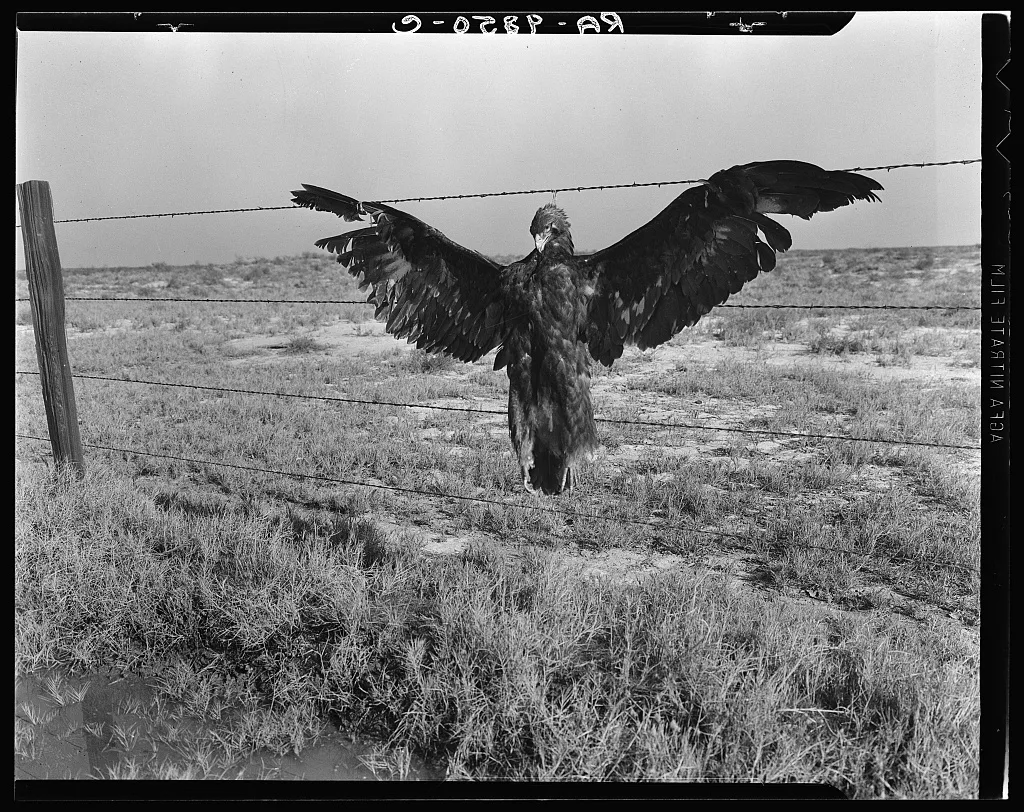 A very blue eagle. Along California highway, 1936