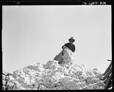 Cotton. San Joaquin Valley, California, 1936