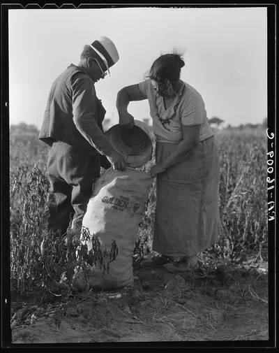 Mexican townfolk sacking peppers near Stockton, California, 1936