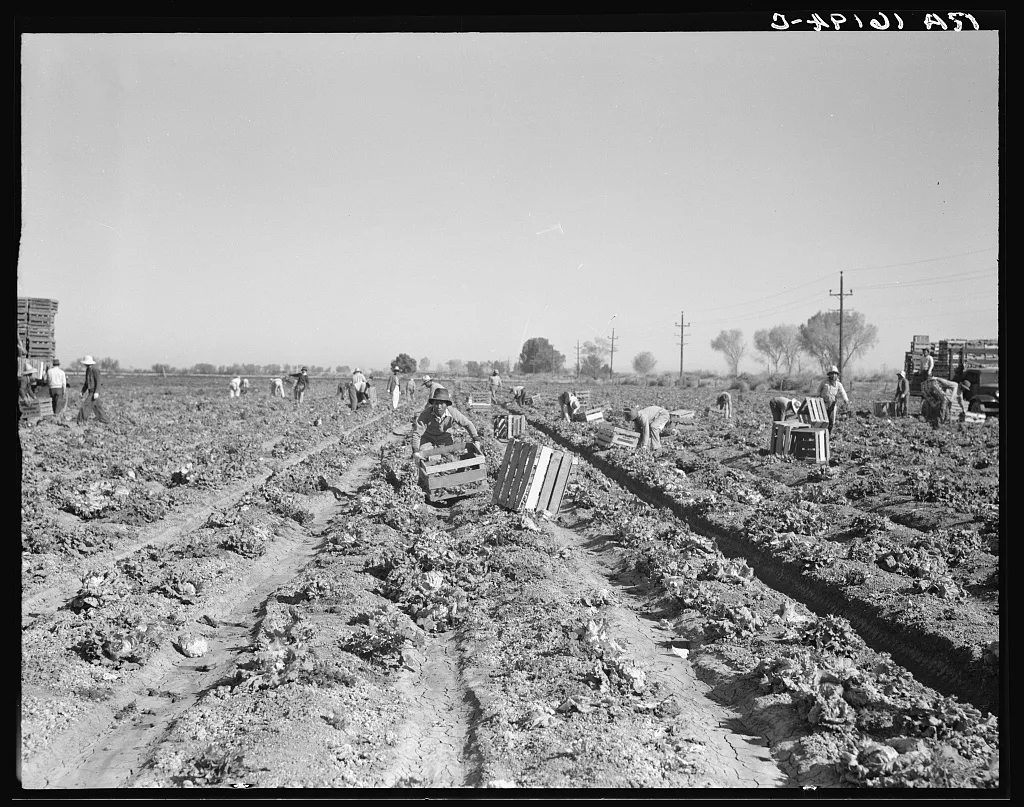 Lettuce cutting in the Imperial Valley, California. A Filipino crew…, 1937