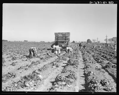Lettuce cutting in the Imperial Valley, California. A Filipino crew…, 1937