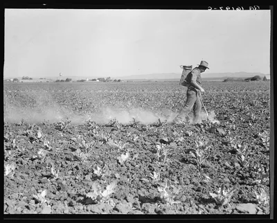 Dusting cauliflower plants near Santa Maria, California, 1937