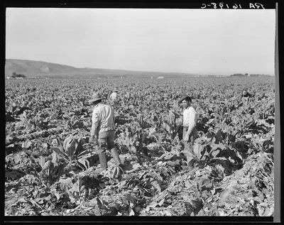 Filipino boys cutting cauliflower (gang labor) near Santa Maria,…, California, 1937