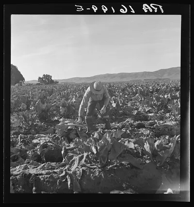 Filipino boy, one of a labor gang, cutting cauliflower near Santa…, California, 1937