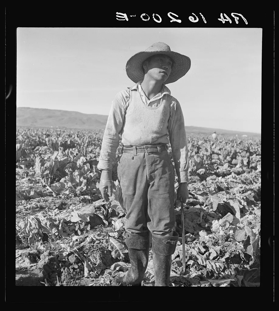 Filipino boy of a labor gang cutting cauliflower near Santa Maria,…, California, 1937