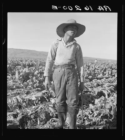 Filipino boy of a labor gang cutting cauliflower near Santa Maria,…, California, 1937