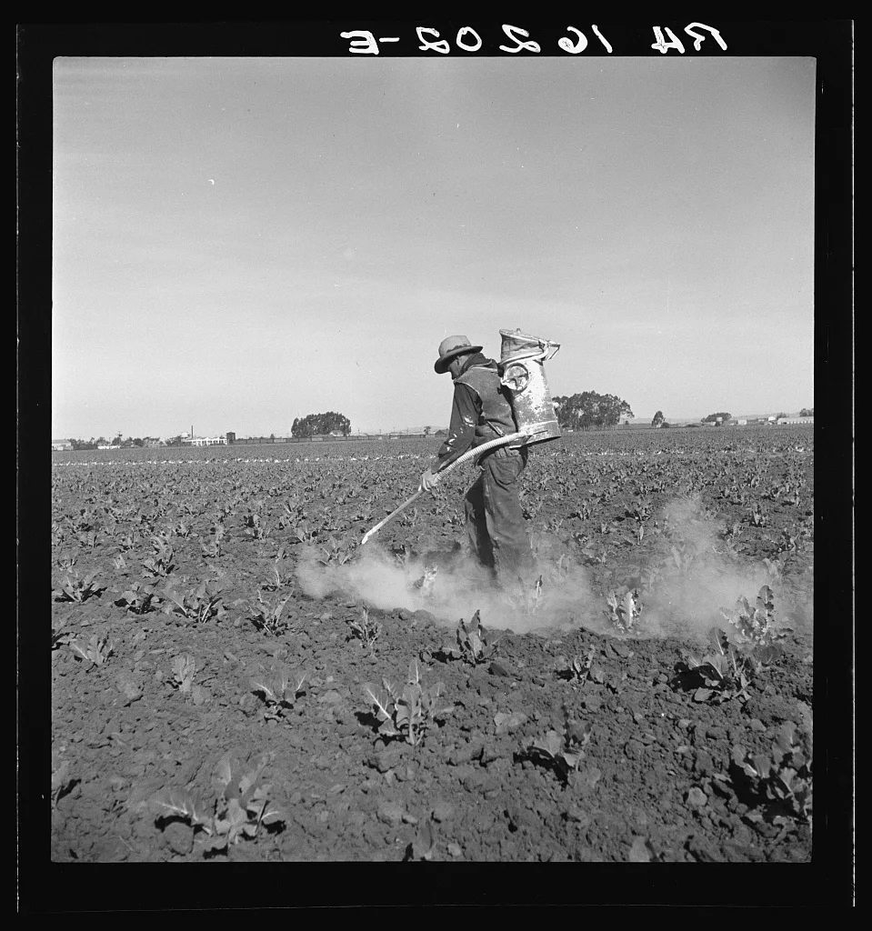 Dusting cauliflower plants near Santa Maria, California, 1937