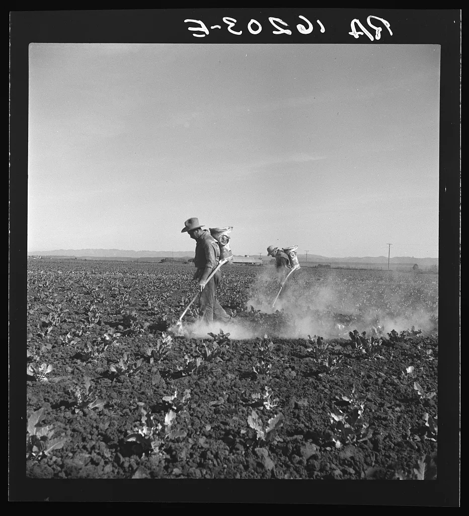 Dusting cauliflower plants near Santa Maria, California, 1937