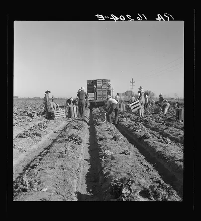 Filipino crew of fifty-five boys cutting and loading lettuce.…, California, 1937