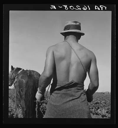Spring plowing. Guadalupe, California. Cauliflower fields, 1937