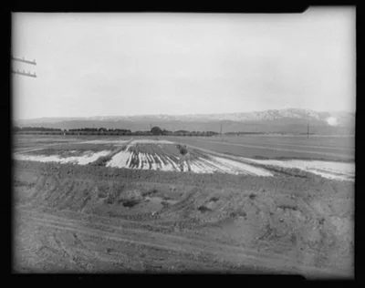 Irrigated fields. Coachella, California, 1937