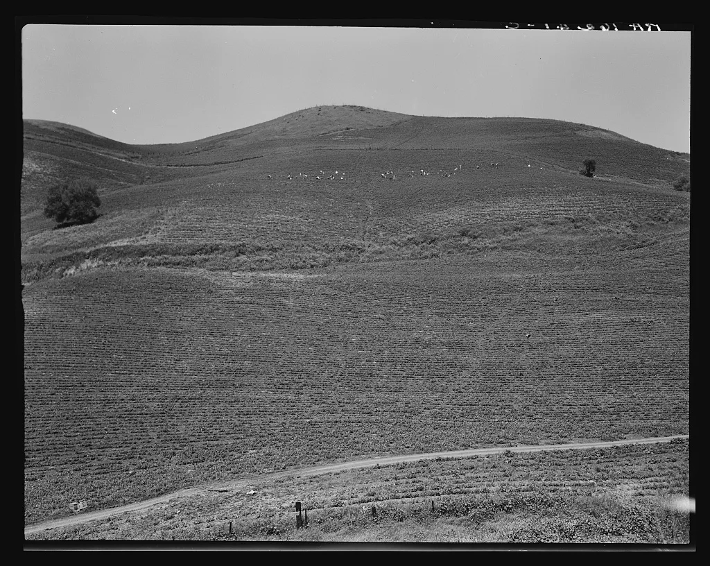 The pea fields of the California coast, 1937