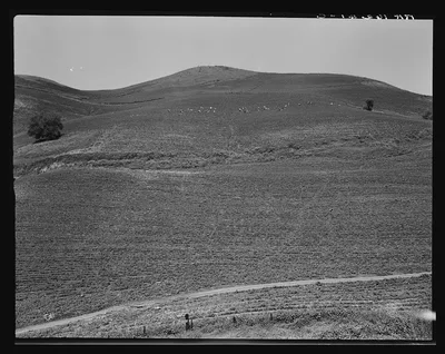 The pea fields of the California coast, 1937