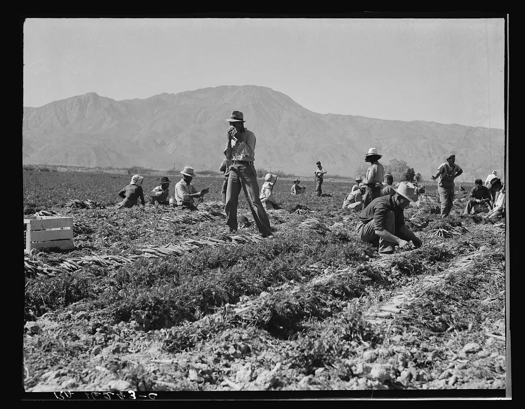 Coachella Valley, California. Carrot pullers from Texas, Oklahoma,…, 1937