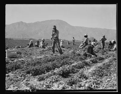 Coachella Valley, California. Carrot pullers from Texas, Oklahoma,…, 1937