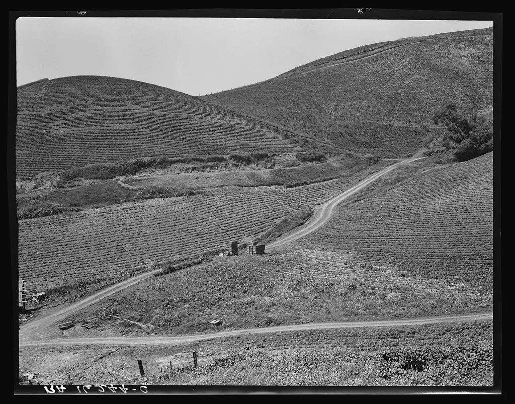 The pea fields of the California coast, 1937
