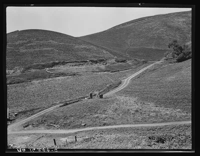 The pea fields of the California coast, 1937