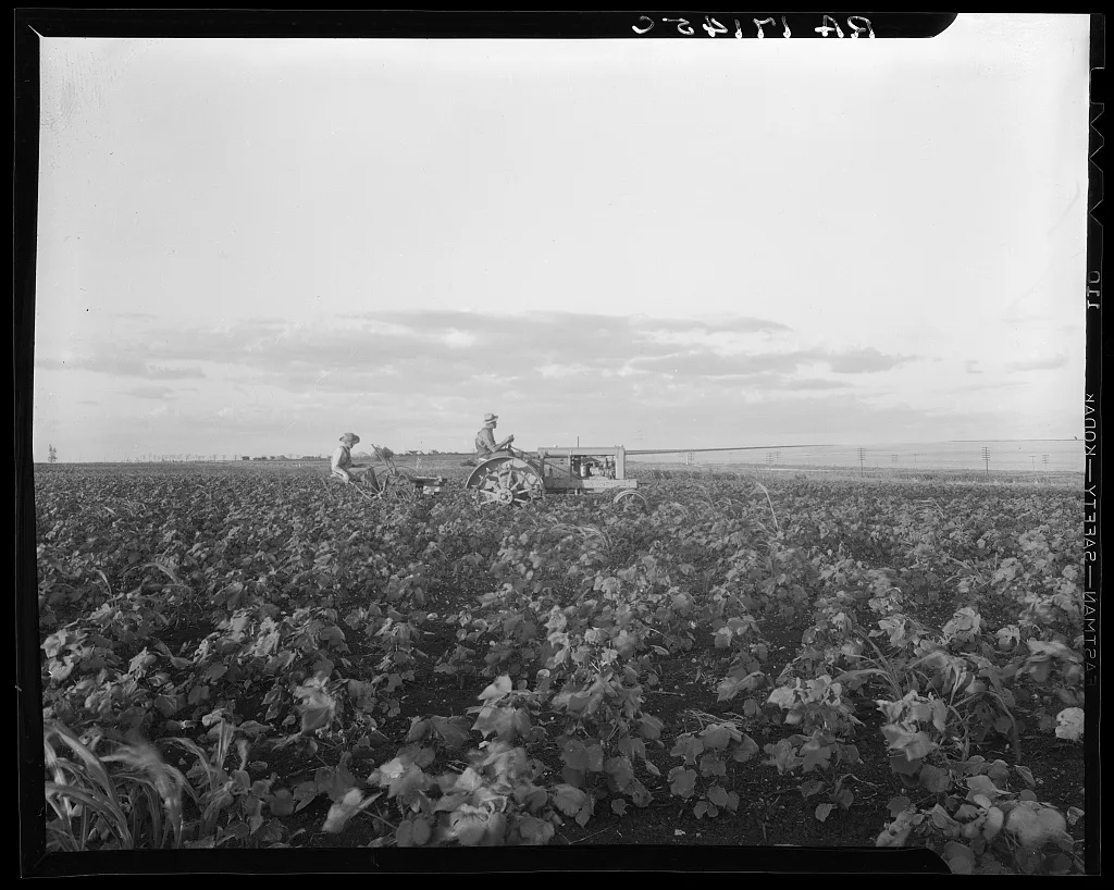 Mechanization proceeds by stages. Here the tractor pulls a riding…, Texas, 1937