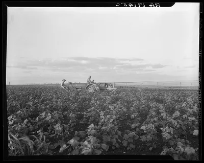 Mechanization proceeds by stages. Here the tractor pulls a riding…, Texas, 1937