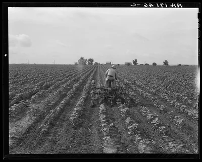 Tractor in cotton. Near Corsicana, Texas, 1937