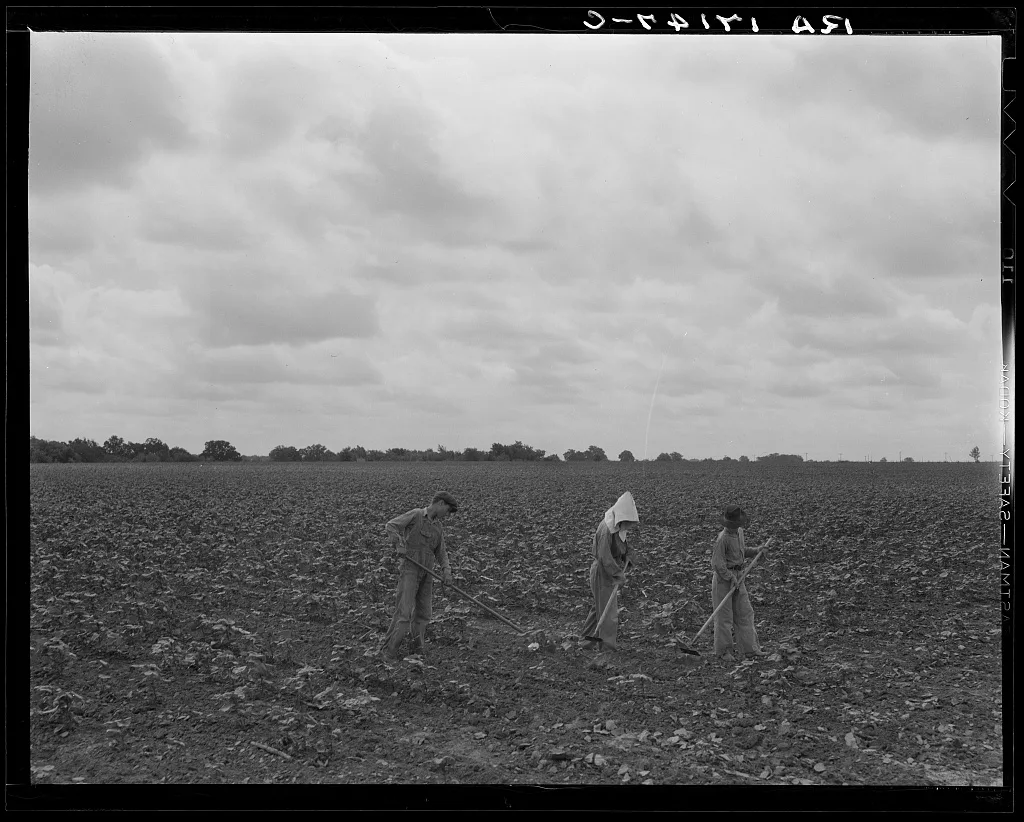 Day laborers hoeing cotton. Many tenant farmers become day laborers…, Texas, 1937