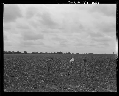 Day laborers hoeing cotton. Many tenant farmers become day laborers…, Texas, 1937