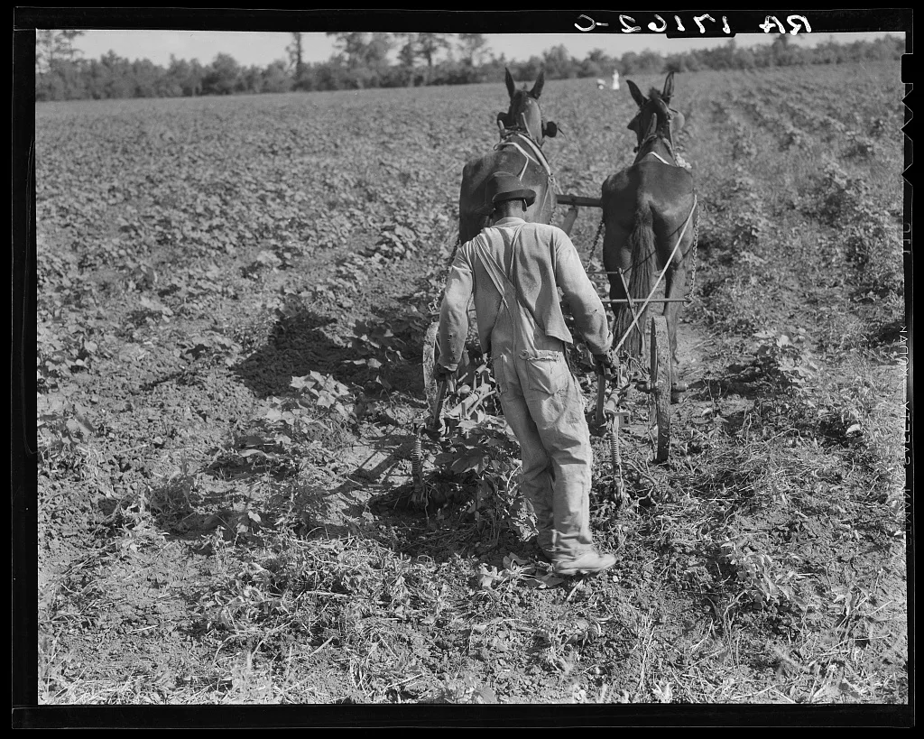 Sharecropper cultivating cotton with team. This is a step above the…, Louisiana, 1937