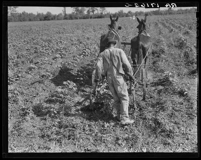 Photograph from Louisiana: Sharecropper cultivating cotton with team. This…