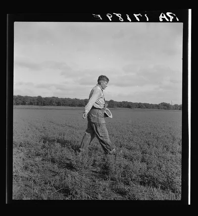 Tenant farmer spreading grasshopper bait in his alfalfa field, five…, Oklahoma, 1937