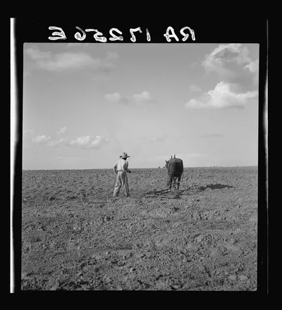 Harrowing. West Texas, 1937