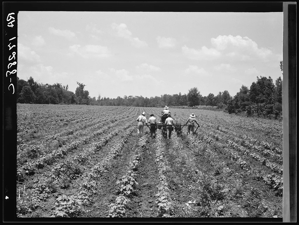 Delta cooperative farm. Hillhouse, Mississippi, 1937