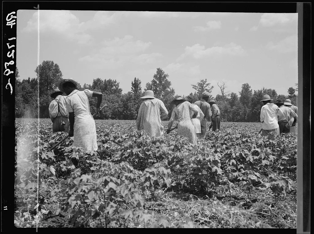 Cotton hoers on the Mississippi Delta. They worked from 6 a.m. to 7…, 1937