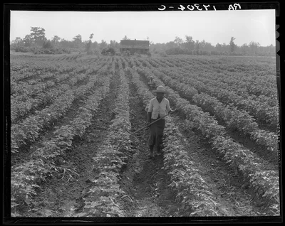 Cotton. Coahoma County, Mississippi, 1937