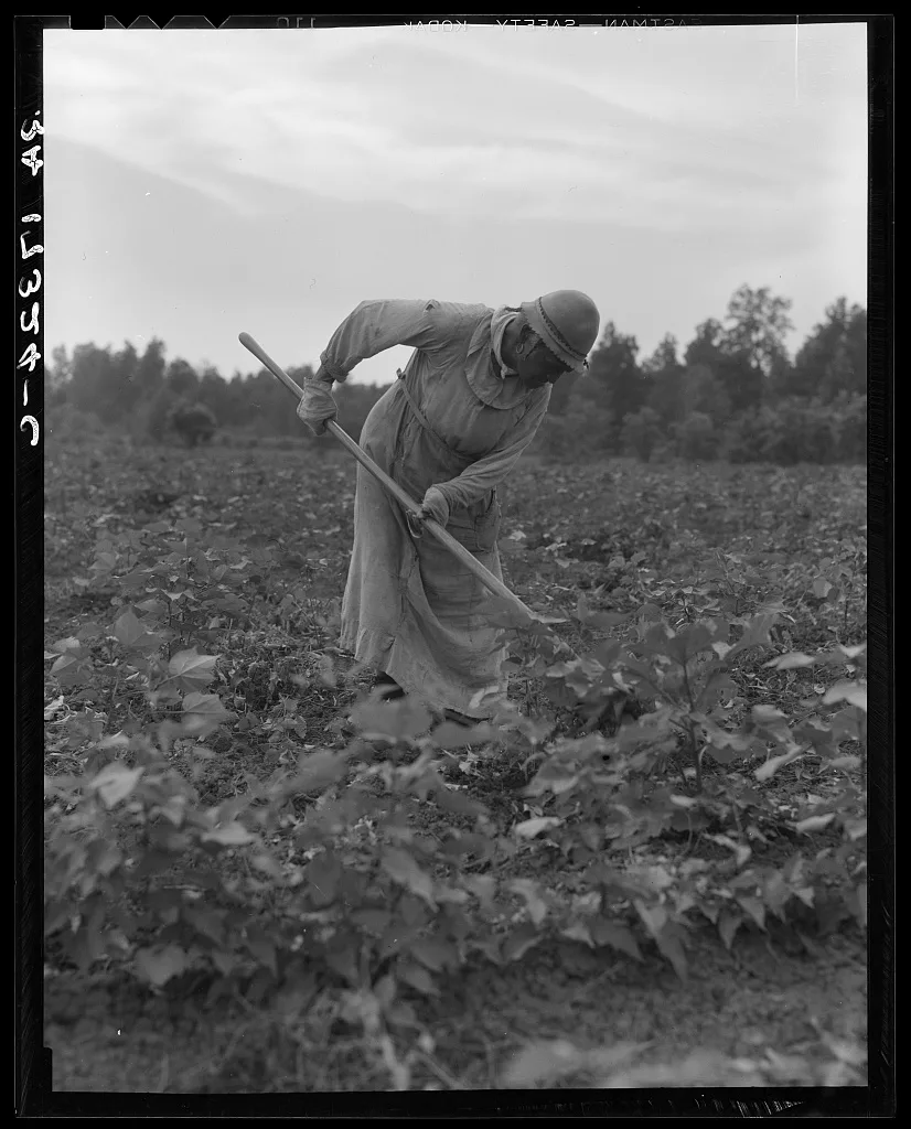 Mississippi Negress hoeing cotton. She was born a slave "two years…, 1937