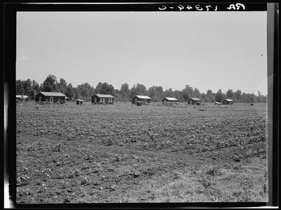 Delta cooperative farm cabins and cotton. Hillhouse, Mississippi,…, 1937