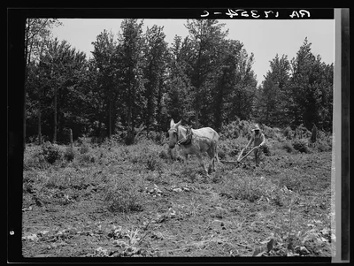 Working in the community garden which supplies fresh vegetables to…, Mississippi, 1937